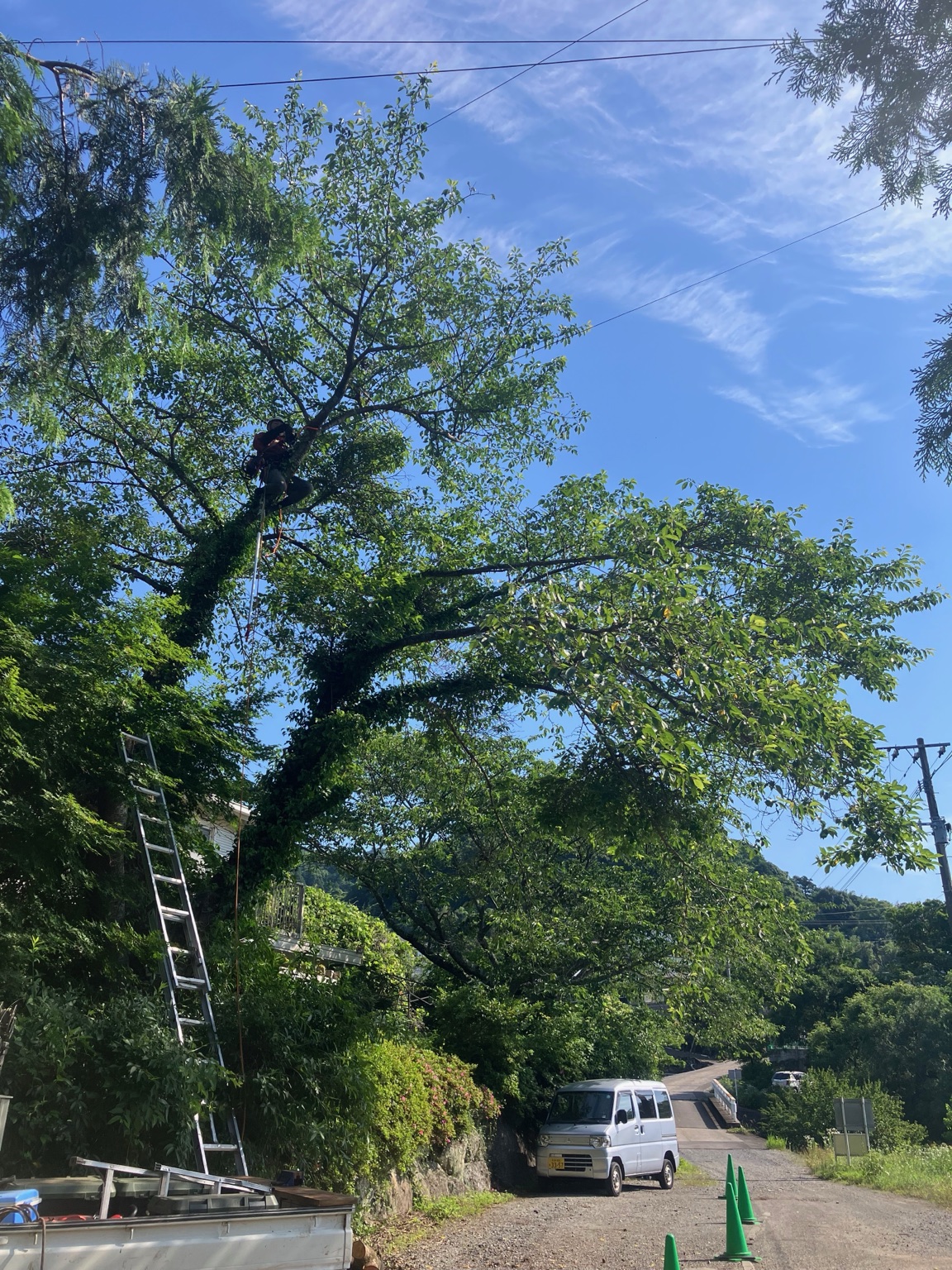 日出町の屋根掛かりサクラ特殊伐採