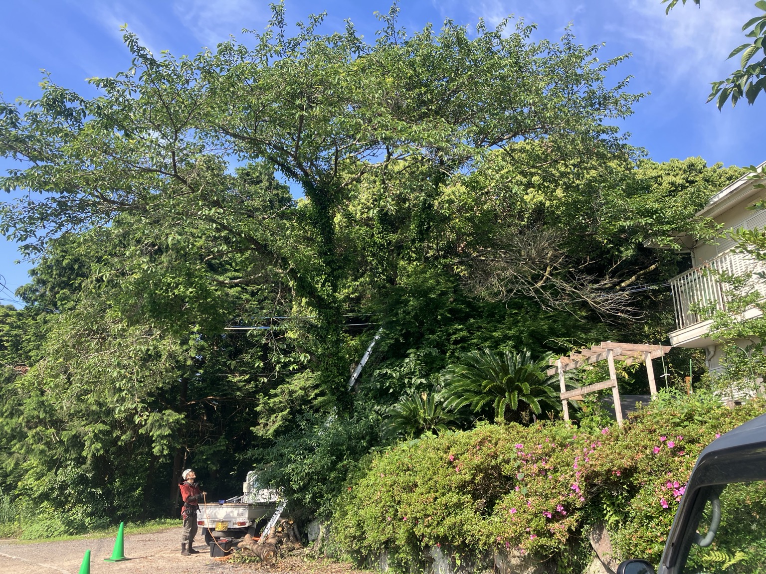 日出町のサクラ特殊伐採前・屋根掛かりと架線