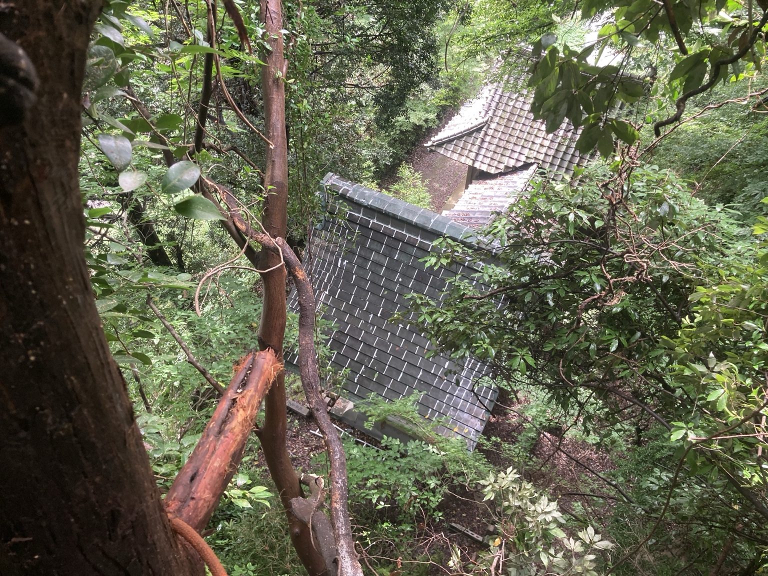 日出町の天満宮本殿上空に停止していた倒木スギを緊急除去した施工後