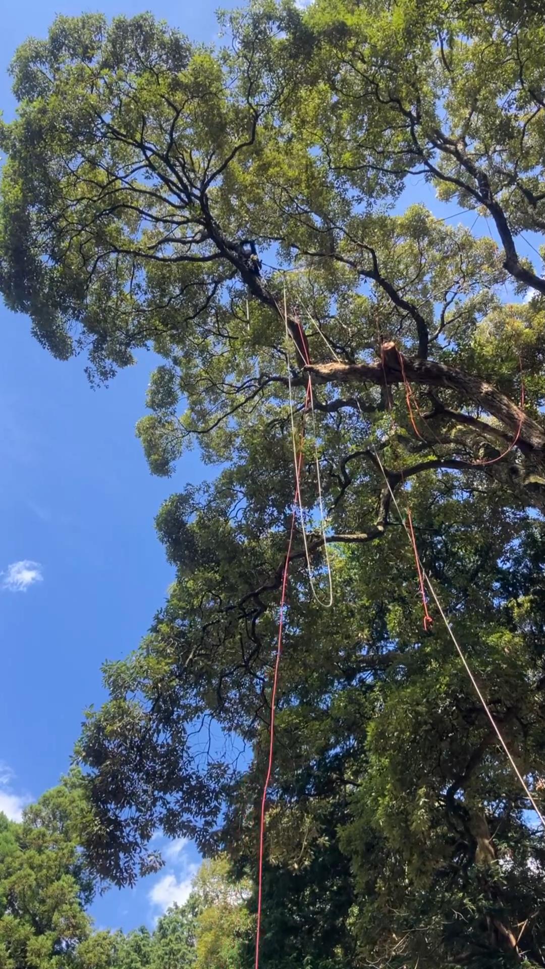 日出町八津島神社で参道直上のイチイガシをリギングして枝を制御する作業
