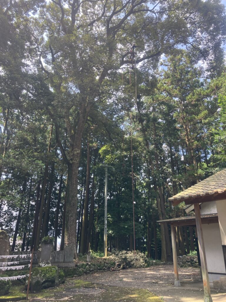 【日出町】八津島神社のイチイガシ2本｜社務所屋根掛かり・参道直上を特殊伐採
