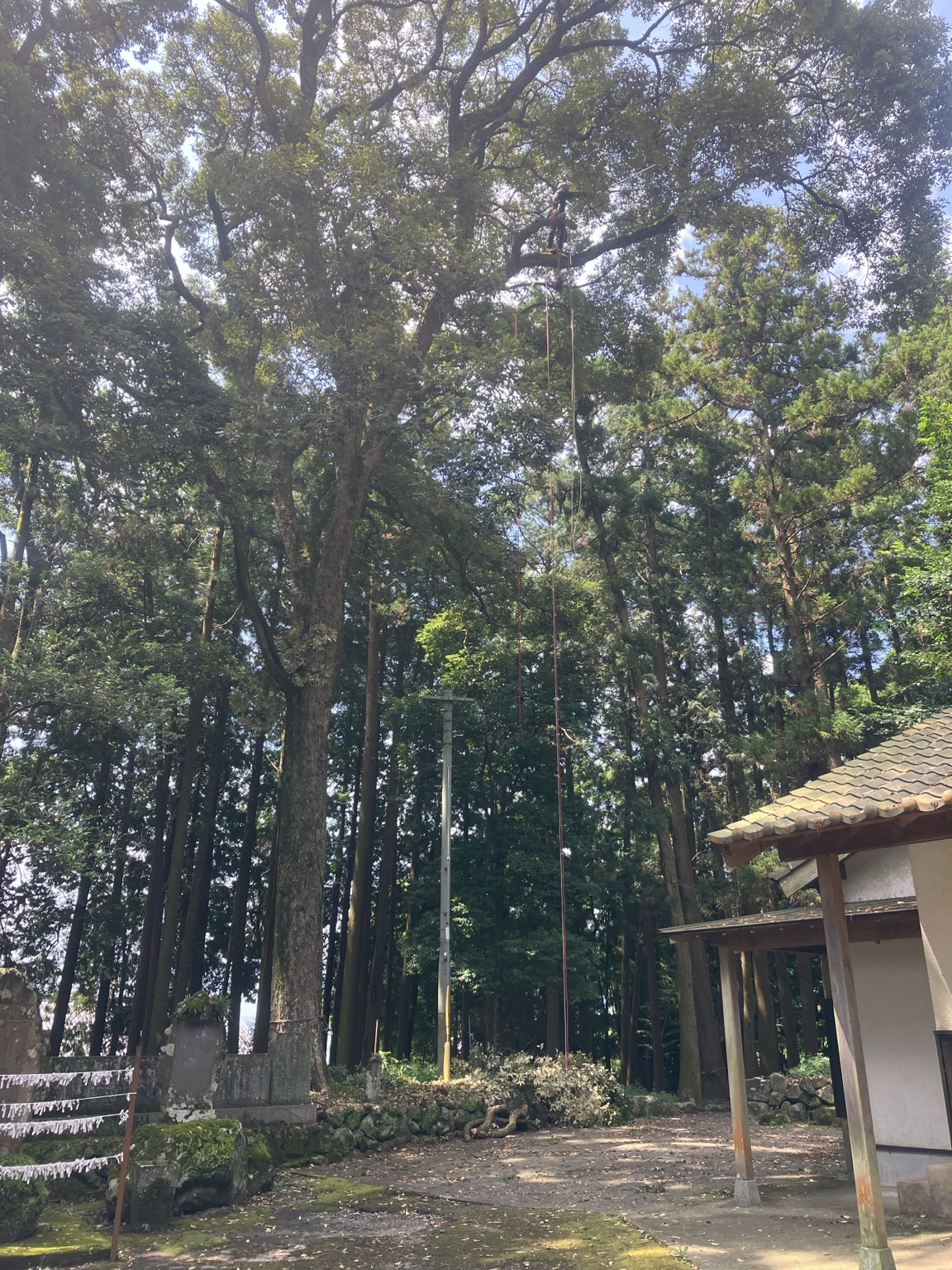 日出町八津島神社の社務所近くに立つ高さ約20mのイチイガシとロープアクセス作業